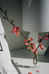 Japanese flowering quince branches in vase, white bedside table