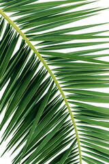 Palm leaf on white background