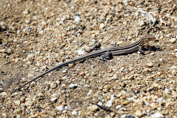 An Orange-throated Whiptail Lizard Basking in the Sun