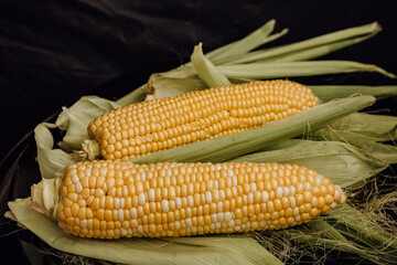 Corn on the cob on a black background. Two cobs of yellow sweet corn on green leaves