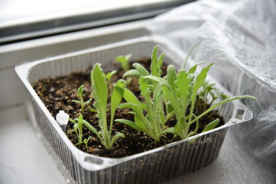 Seedlings In Spring In Pots On The Windowsill