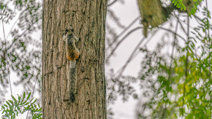 A squirrel climbing a tree