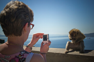 Turista fotografiando un mono salvaje en Gibraltar. - obrazy, fototapety, plakaty