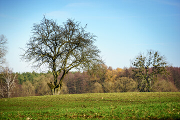 spring landscape in the field and by the lake near Pobiedziska in Greater Poland