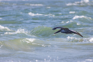 Pelican flying over the ocean