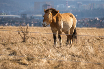 Przewalski's horse in big pasture in Prague, Divci Hrady.
