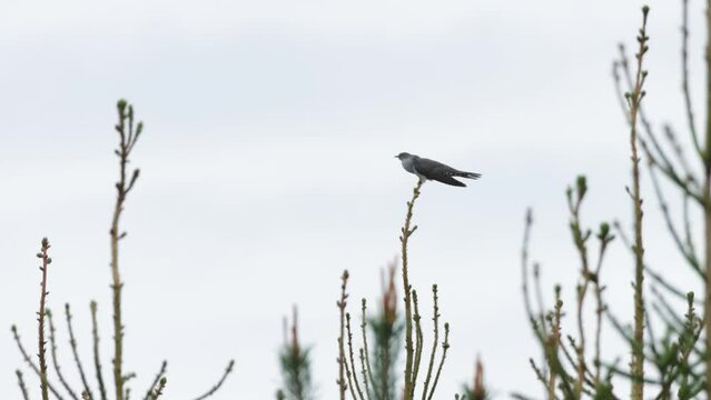 An European bird Cummon cuckoo, Cuculus canorus singing on a top of a tree and a smaller bird attacking it in Estonian boreal forest