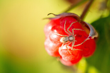 Little spider on a raspberry