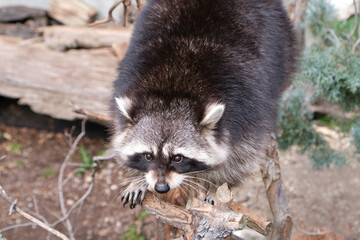 Close-up of raccoon or Procyon