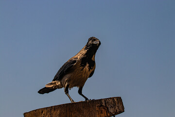 wild crow against the sky