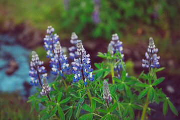 Lupine flowers in Iceland