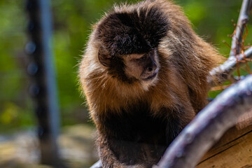 Fototapeta premium japanese macaque sitting on a tree