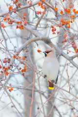 spotted waxwing