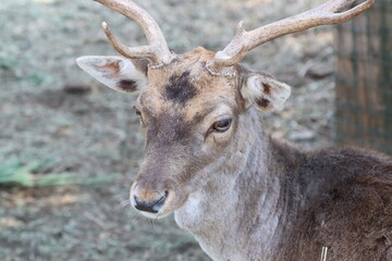 herd of fallow deer grazing in a private enclosure-