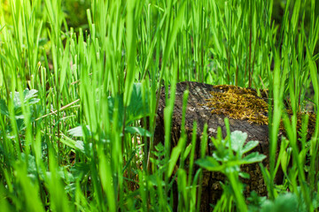 An old stump overgrew with moss among the grass. 