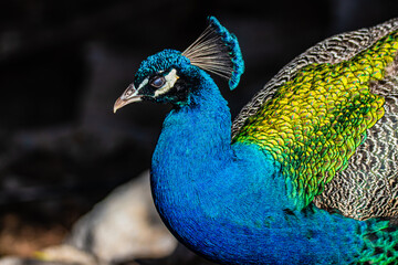 Fototapeta premium portrait of a peacock close up