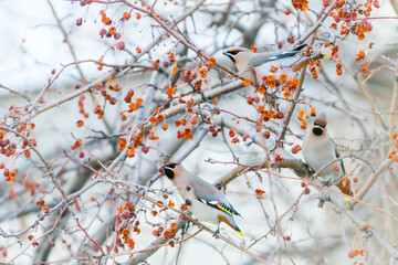 branch with berries