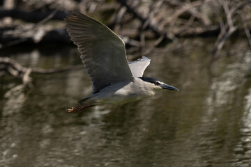早春のゴイサギ