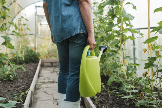 cropped view of farmer in denim clothes holding watering can in hothouse.