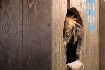 A frightened dog sits in a booth on a chain. Dog peeks out of the booth close-up with disbelief