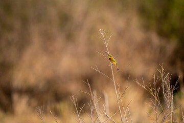 Little bee-eater sitting on a branch.