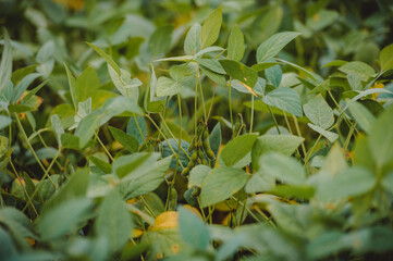 green leaves in the soybean plantation