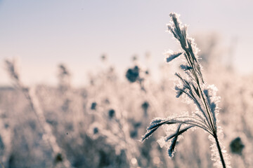 grass in the morning