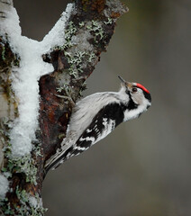 Lesser spotted woodpecker (Dryobates minor) male searching food in winter.