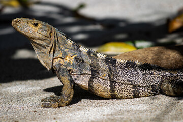 Costa Rica´s Lizards