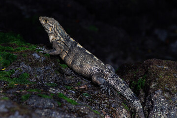 Costa Rica´s Lizards