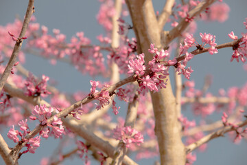 Texas Redbud close up of the pink flowers blooming