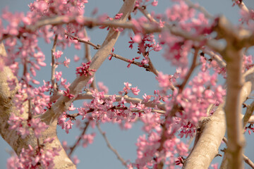 Texas Redbud close up of the pink flowers blooming