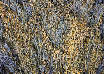 Mass of wet seaweed growing on a rock