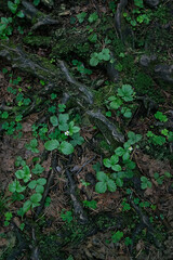 Forest ground with green plants leaves, tree roots, mossy soil texture natural background. summer season. ecology, environment, save nature concept. flat lay