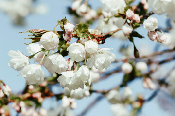 Closeup pretty white Spring blossoms flowers of 
