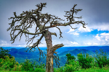 Obraz premium Dead Tree along the Blue Ridge Parkway with Stormy Clouds and Vibrant Green Foliage