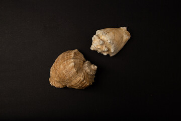 Seashells on a black background, minimalism, nature, mollusk, snail, sink