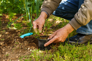 Unrecognizable farmer transplanting a plant from the ground to the pot. Farmer concept
