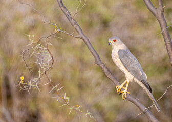 Portrait of a shikra on tree