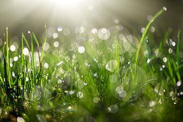 Green fresh grass covered with morning dew under the rays of the sun. Beautiful background with grass texture, dew drops and bokeh. Drops of water on the grass after the rain. Light morning dew