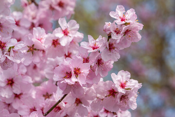 Fototapeta premium Mandelbaumblueten (Prunus dulcis)