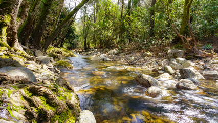 Riachuelo meandering between the trees of the enchanted forest, Batuecas, Salamanca, Spain.