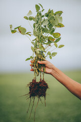 soybean plant seedling in a hand