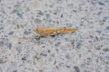 Large brown grasshopper sitting on the road summer day