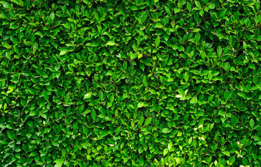 green foliage texture, leaf nature background.	                          