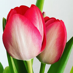 red tulip on white background