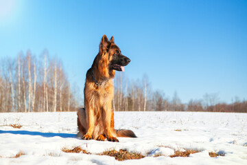German shepherd dog sitting against the backdrop of a winter landscape, blue sky.