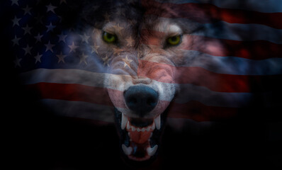 American flag projected onto the muzzle of a wolf
