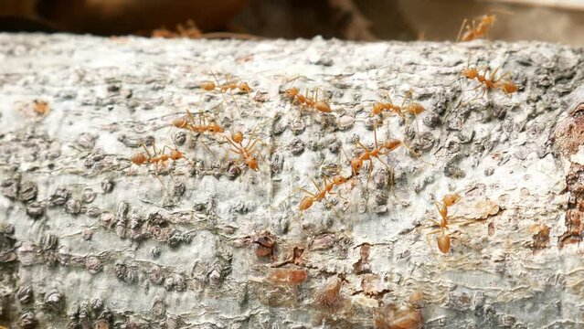 Footage of Red ants or Oecophylla smaragdina in nature forest 