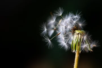Fotobehang dandelion seed head © Neil